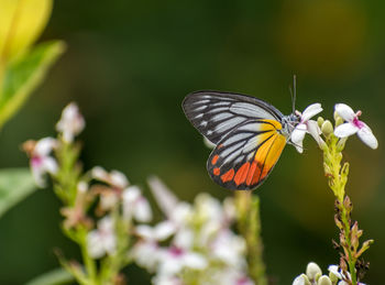 Butterfly on flower	
