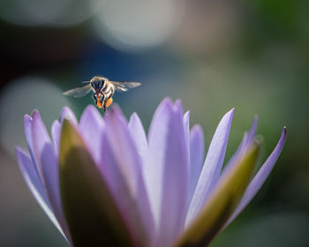 Close-up of bee pollinating on purple flower