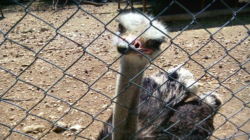 Ostrich seen through chainlink fence on sunny day