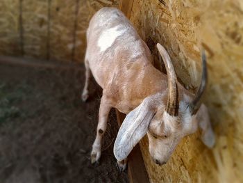 High angle view of horse outdoors