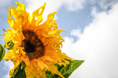 Close-up of sunflower against sky