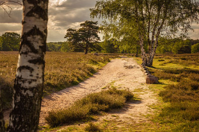 Footpath amidst trees on field against sky