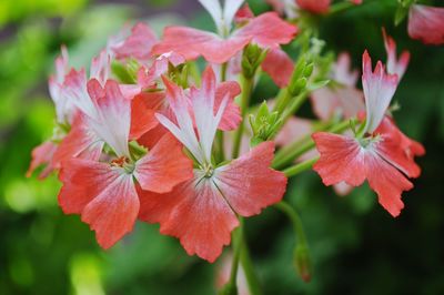 Close-up of pink flowers in park