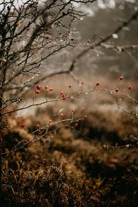 Close-up of wet tree on field