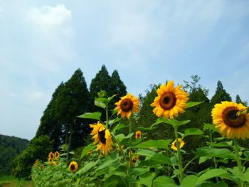 Close-up of sunflower blooming in field