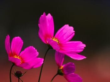 Close-up of pink cosmos flower