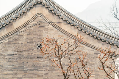 Low angle view of bare tree against building