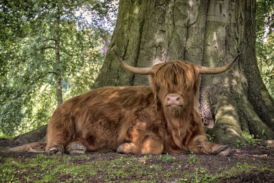 Horned cow sitting in a field