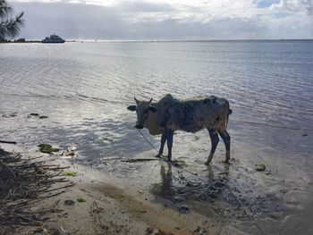 Horses on sea shore against sky