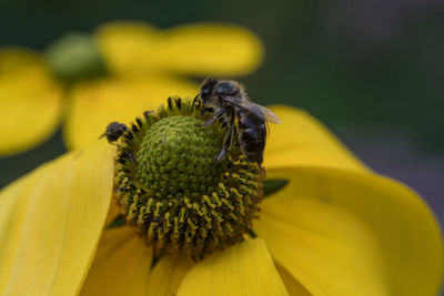 Close-up of bee on yellow flower