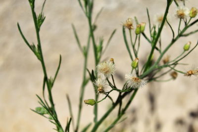 Close-up of thistle on grass