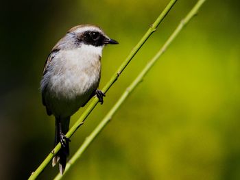 Close-up of bird perching outdoors