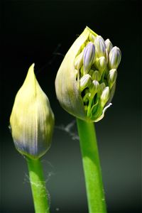 Close-up of two african lilies in bloom