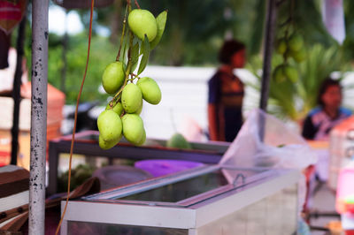 Close-up of fruits hanging on tree