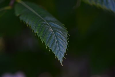 Close-up of leaves against blurred background