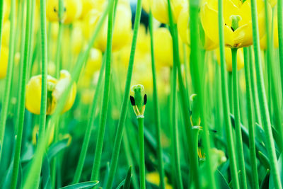 Close-up of yellow flowering plants on field