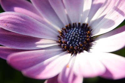 Close-up of purple flowers blooming outdoors