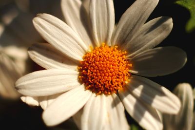 Close-up of white flower