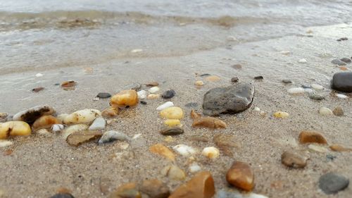 Close-up of crab on sand at beach