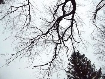 Low angle view of bare trees against sky