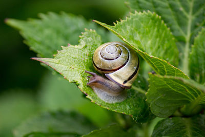 Close-up of snail on leaf