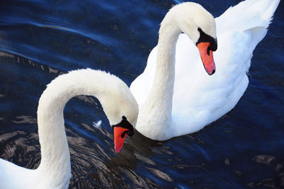 Swan floating on a lake