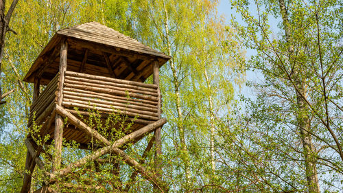 Low angle view of bamboo trees in forest