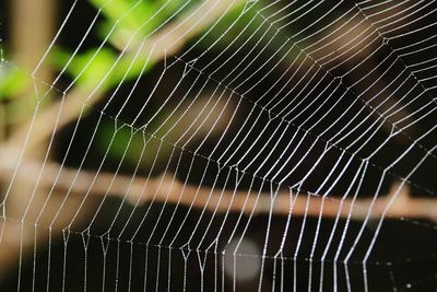 Spider web at night