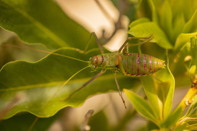 Close-up of insect on leaf