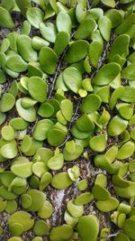 High angle view of berries growing on plant