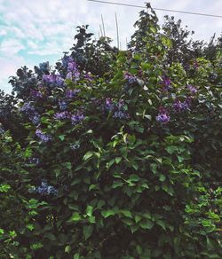 Low angle view of purple flowers blooming on tree