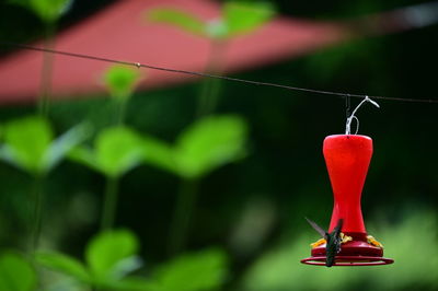 Close-up of red bell hanging from plant