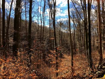 Bare trees in forest against sky