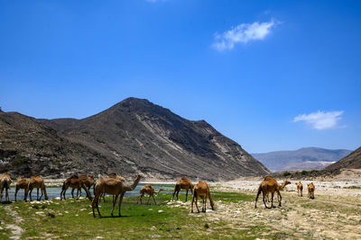 Camels grazing on mountain against blue sky