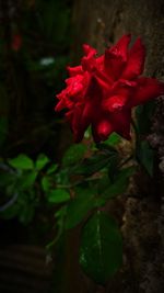 Close-up of red rose plant