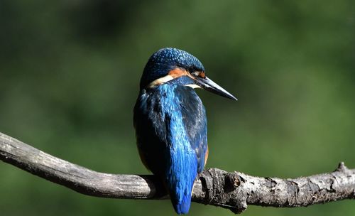 Close-up of bird perching on branch