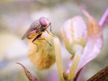 Close-up of insect on flower