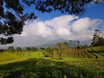 Scenic view of field against sky