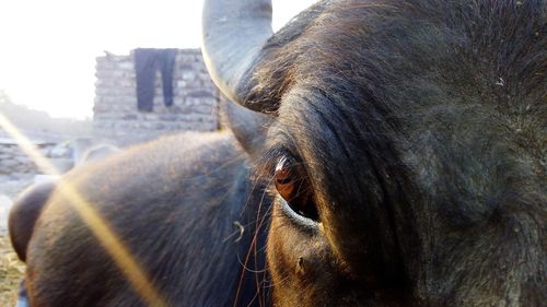 Close-up of horse