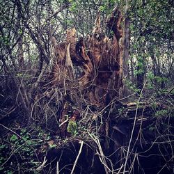 tree