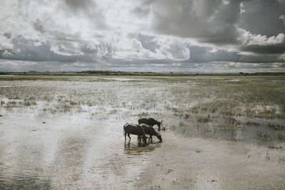 Horse standing in a field