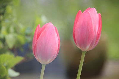 Close-up of pink tulip blooming outdoors