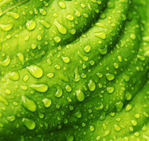 Close-up of raindrops on green leaves