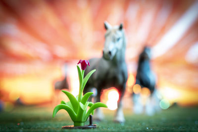 Close-up of horse on field