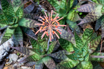 High angle view of plants