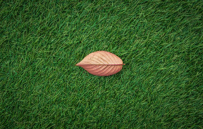 High angle view of ball on grassy field