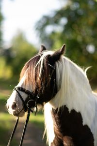 Close-up of a horse