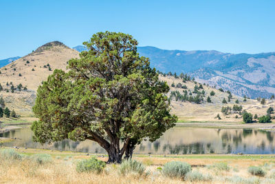 Tree growing on field by lake against mountains