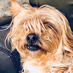 Close-up portrait of a dog