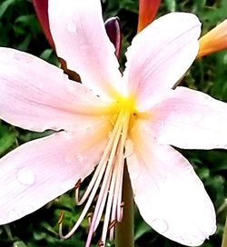 Close-up of pink lily